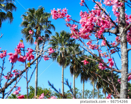 Cherry blossoms 98754266