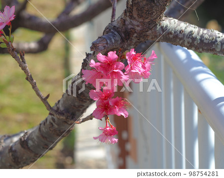Cherry blossoms Cherry blossoms 98754281