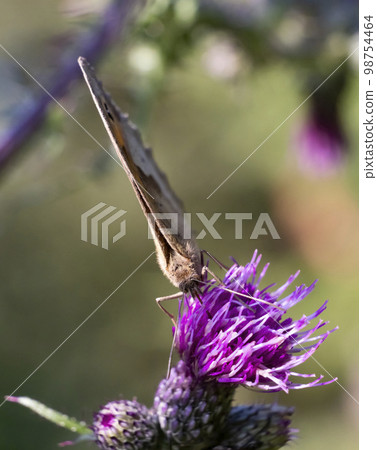 close up of a butterfly on the thistle close up of a butterfly on the thistle 98754464