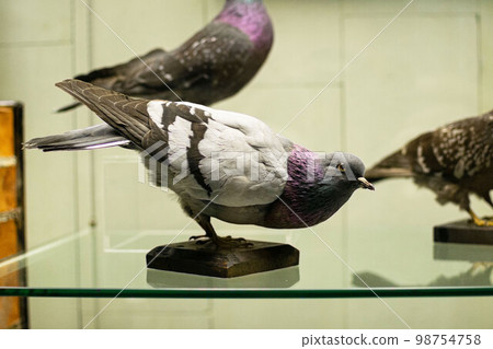 a stuffed rock dove in museum, Columba livia a stuffed rock dove in museum, Columba livia 98754758