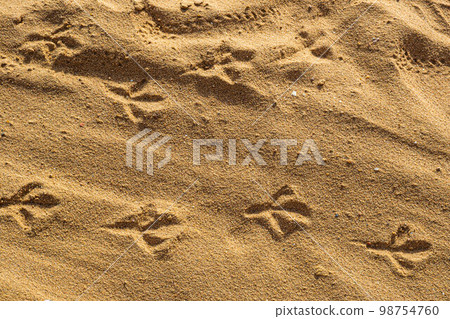 Birds footprints on sand beach in sunny day Birds footprints on sand beach in sunny day 98754760