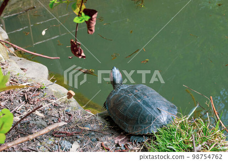 one red-eared turtle is resting near the pond 98754762