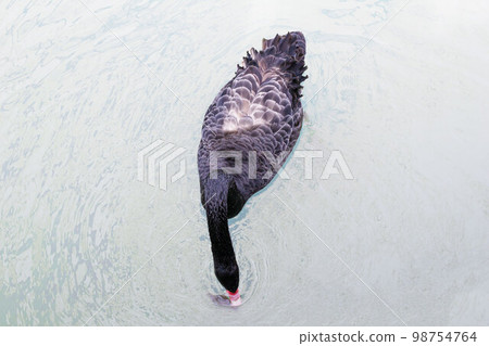 A lonely black swan, a beautiful bird, is swimming in the pond, view from above, in the park of the Sochi city, Russia. 98754764