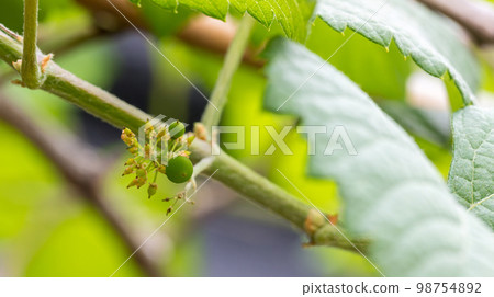 Small grapes. Grapevine with baby grapes and flowers. Baby Grapes. 98754892
