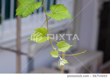 Grape leaves in vineyard. Grape leaves vine branch with tendrils and young leaves. Grape leaves in vineyard. Grape leaves vine branch with tendrils and young leaves. 98754893