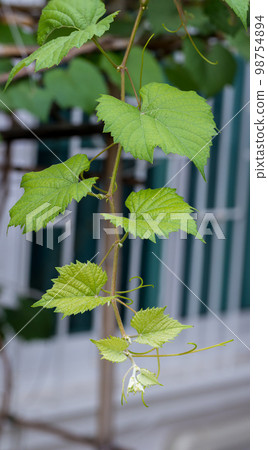 Grape leaves in vineyard. Grape leaves vine branch with tendrils and young leaves. 98754894