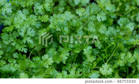 Coriander leaves in vegetables garden. Fresh cilantro leaves in vegetables farm.  98755030