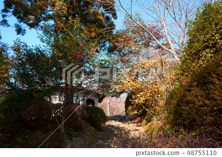 陽光下的茶梅和日本五香粉 陽光下的茶梅和日本五香粉 98755110