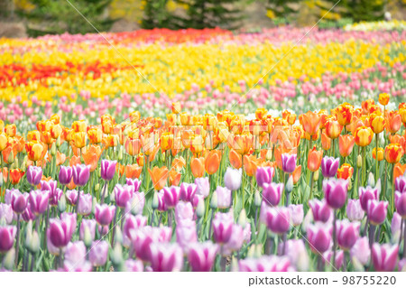 Tulip field Tulip field 98755220