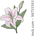 Lily of flowers 98755563