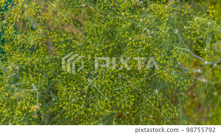 Flower of green dill (fennel). Fresh flower dill.  98755792