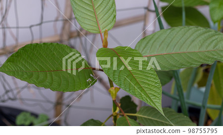 Kratom is scientifically known as Mitragyna speciosa (Korth.) Havil. Kratom is scientifically known as Mitragyna speciosa (Korth.) Havil. 98755795