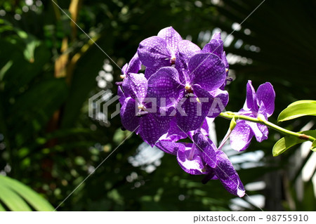 Panda coerulea flower 98755910