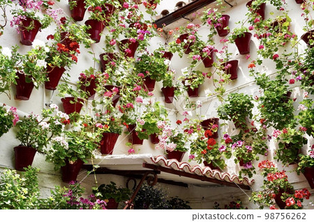 Potted plants on the wall of the Patio Festival in Cordoba la fiesta de los patios 98756262