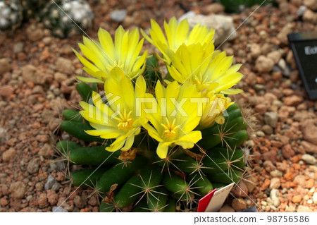Cactus Flower Mammillaria Cactus Flower Mammillaria 98756586