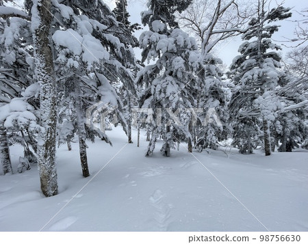 Forest Alley at Grandeco Snow Resort in Fukushima Prefecture in January 2023 98756630