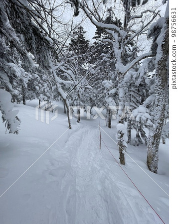 Forest Alley at Grandeco Snow Resort in Fukushima Prefecture in January 2023 Forest Alley at Grandeco Snow Resort in Fukushima Prefecture in January 2023 98756631