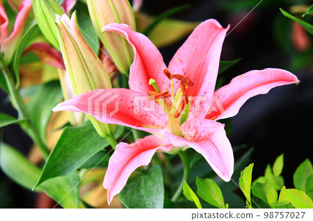 Perfume lily Oriental lily Kasatsu cloth Stock Photo