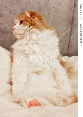 Littered kitten profile 98757269