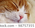 sleepy kitten sleeping face 98757355