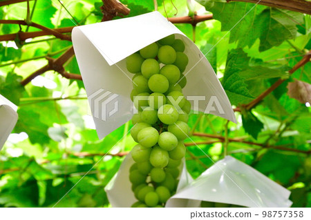 Shine Muscat (Yamanashi Prefecture) Shine Muscat (Yamanashi Prefecture) 98757358