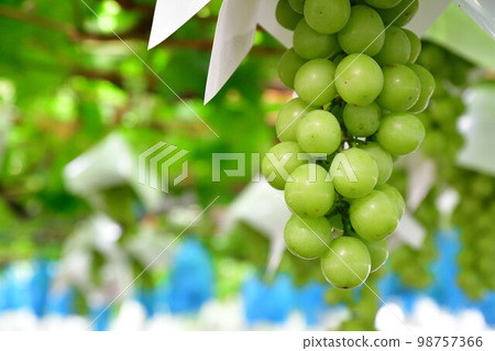 Shine Muscat(山梨縣) Shine Muscat(山梨縣) 98757366