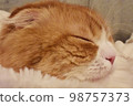 sleepy kitten profile 98757373