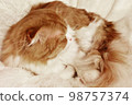 kitten profile sleeping face 98757374