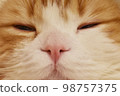 Kitten face up 98757375