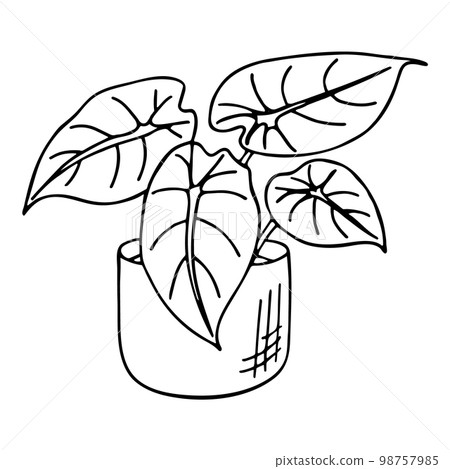 Doodle of alocasia in pot. 98757985