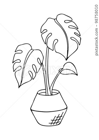 Doodle of monstera deliciosa in pot. - Stock Illustration [98758010] - PIXTA