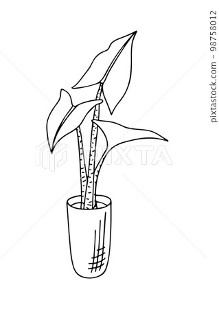 Doodle of alocasia odora in pot. Doodle of alocasia odora in pot. 98758012