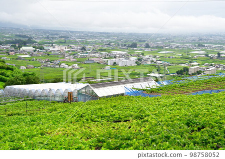 View from Budo no Oka (Yamanashi Prefecture) 98758052