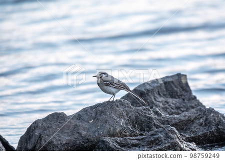 Young white wagtail, Motacilla alba, sitting on lake shore. Portrait of a young common songbird with long tail and black and white feather. Young white wagtail, Motacilla alba, sitting on lake shore. Portrait of a young common songbird with long tail and black and white feather. 98759249