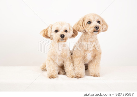 White back and two Malpu White back and two Malpu 98759597