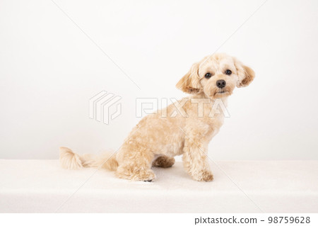 white back and smiling maltipoo white back and smiling maltipoo 98759628