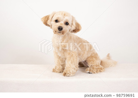 Malpu with white back and looking at the camera 98759691