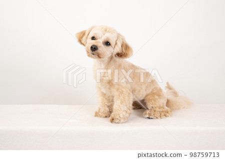 white background and maltipoo white background and maltipoo 98759713