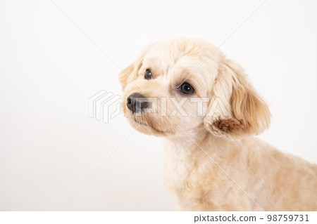 Bust up of white back and smiling Malpu Bust up of white back and smiling Malpu 98759731