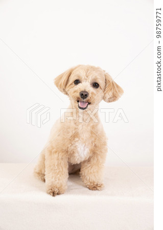 白色的背部和微笑的 maltipoo 98759771