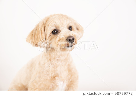 white back and smiling maltipoo 98759772
