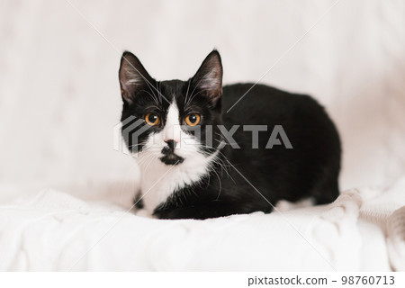 Beautiful black and white cat with yellow eyes is lying on a white sofa Beautiful black and white cat with yellow eyes is lying on a white sofa 98760713