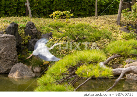 Gray heron flying in rain in Kiyosumi Teien park 98760735