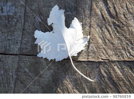 Fallen leaves of gindoro, a street tree in the middle of winter. The underside of the leaf is beautiful with a whitish silver color. Fallen leaves of gindoro, a street tree in the middle of winter. The underside of the leaf is beautiful with a whitish silver color. 98760859