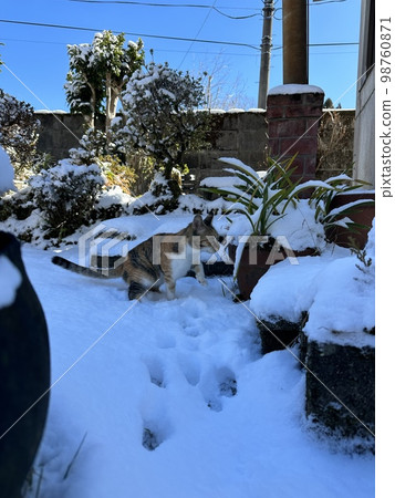 Snow and cat Snow and cat 98760871
