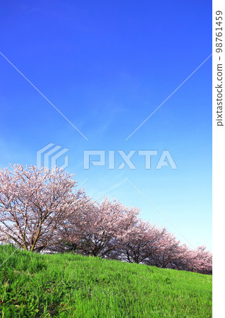 日本春景川崎多摩川河堤岸一排櫻花樹 日本春景川崎多摩川河堤岸一排櫻花樹 98761459