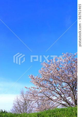 日本春景川崎多摩川河堤岸一排櫻花樹 98761465
