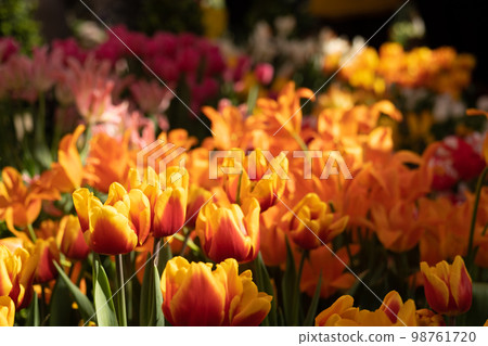 An abundance of tulips in the sun. Red tulips in the sun. Background, structure 98761720