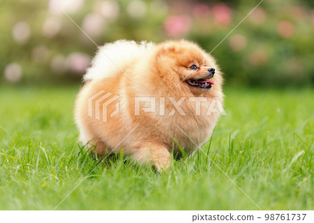 Portrait of cute pomeranian spitz breed dog smiling and walking on green grass at summer nature 98761737