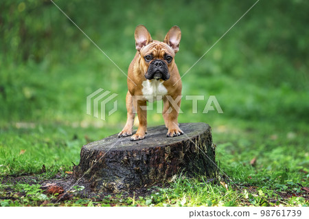 Young dog of french bulldog breed waiting on tree stump for owner in forest Young dog of french bulldog breed waiting on tree stump for owner in forest 98761739